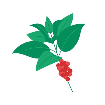 Traditional winter plant with leaves and berries, flat vector illustration isolated on white background. Hand drawn Christmas botany.
