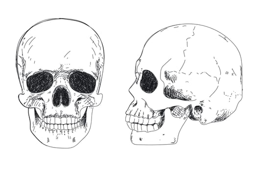 Human skeleton hand drawing. Human skull in profile vector