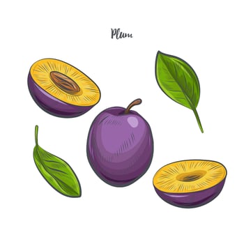 Plum fruit sketch vector illustration.