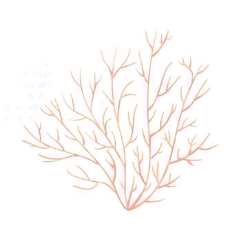 Coral, polyp vector underwater plant. Aquarium, ocean and undersea life isolated on white background. Aquarium fauna and ocean reef habitat in a simple cartoon style.