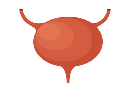 Urinary Bladder Vector illustration isolated on white background