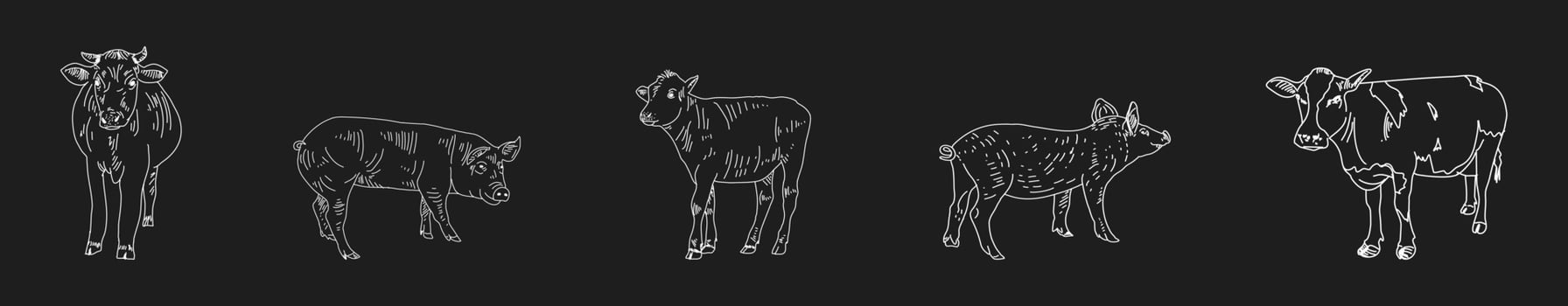 Vintage Butcher shop hand-drawn on a black chalkboard background. vector