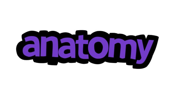 ANATOMY writing vector design on white background