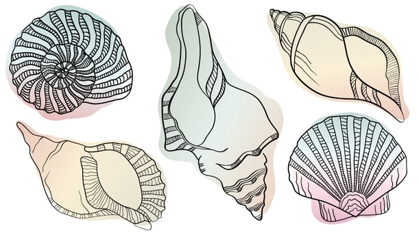 Vector illustration in sketch style. Hand drawn in  black engraving. Sea shells Marine set. Outline illustration collection. Isolated shell silhouette set.