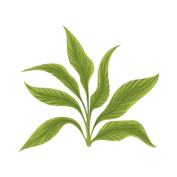 plant leaves nature vector