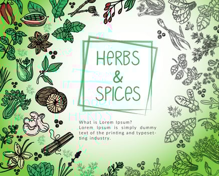 Herb and spice package design template, drawn element in style. Herbs mint, thyme, spinach, rosemary, basil, etc. Logo in a trendy linear style. vector