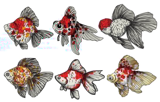 goldfish hand drawing set vector illustration isolated on white background