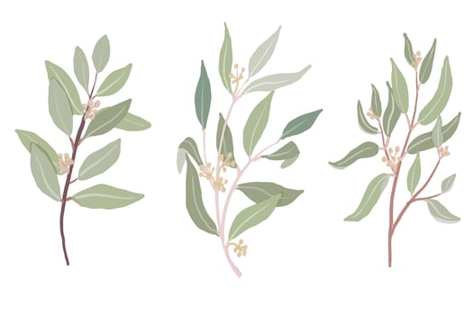 hand drawn organic style seeded eucalyptus leaves branch collection isolated on white background vector
