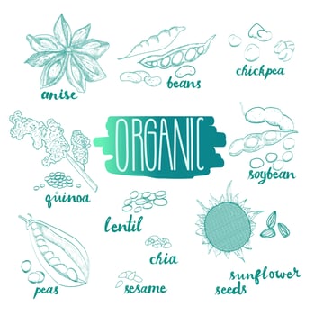 Seeds and beans vector set. Food sketches. Botanical collection.