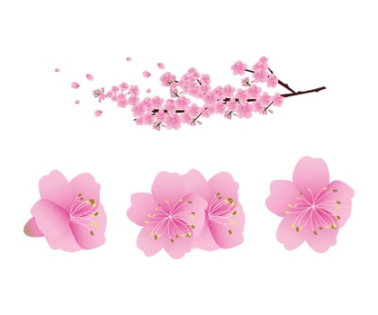 Sakura flowers background . cherry blossom isolated white background vector