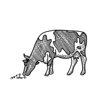 Young cow eating grass vector hand drawn illustration. Drawing suited for label design, educational illustrations, and stationary design as well. Engraved style isolated on white background.