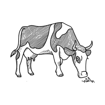 Sketch of spotted Cow eating grass sketch. Dairy cattle vector illustration. Hand Drawing isolated on white. Farm pet. Grazing in the meadow. Vintage vector engraving concept for poster, web.