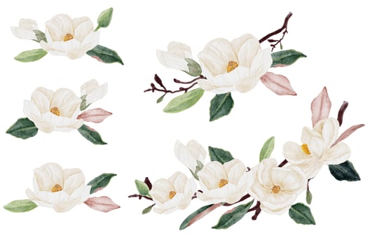 watercolor white magnolia flower and leaf bouquet clipart collection isolated on white background vector