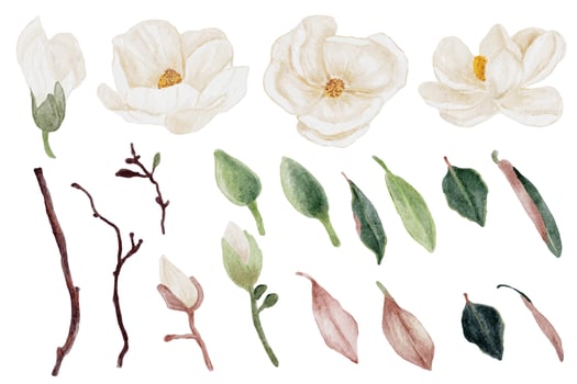 watercolor white magnolia flower and leaf bouquet elements collection vector