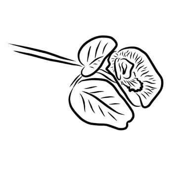 Line style flower illustration vector