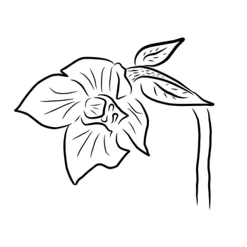 Line style flower illustration vector