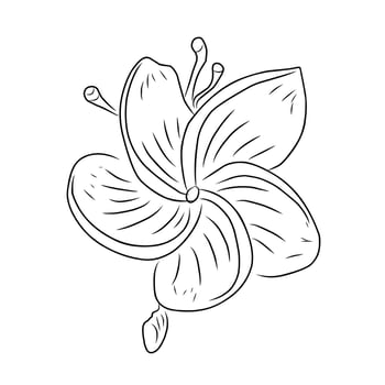 Line style flower illustration vector