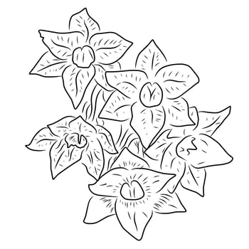 Line style flower illustration vector