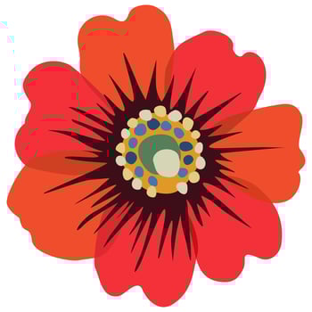 Vector isolated flower of red poppy.