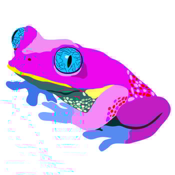 Pink frog. Vector isolated illustration.