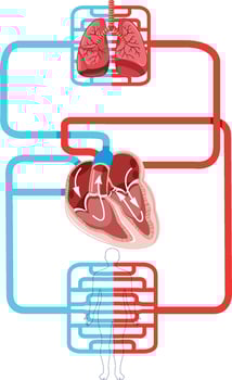 Diagram showing blood flow of the human heart vector