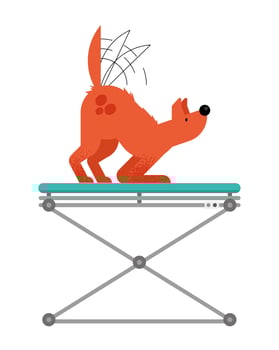 dog pet in stretcher vector