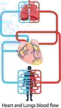Diagram showing blood flow of the human heart vector