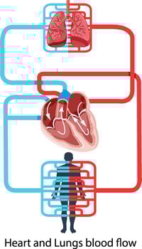 Diagram showing blood flow of the human heart vector