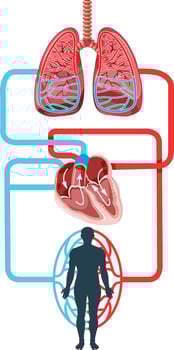 Diagram showing blood flow of the human heart vector