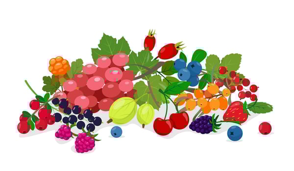 Juicy fresh wild and garden berries mix. vector