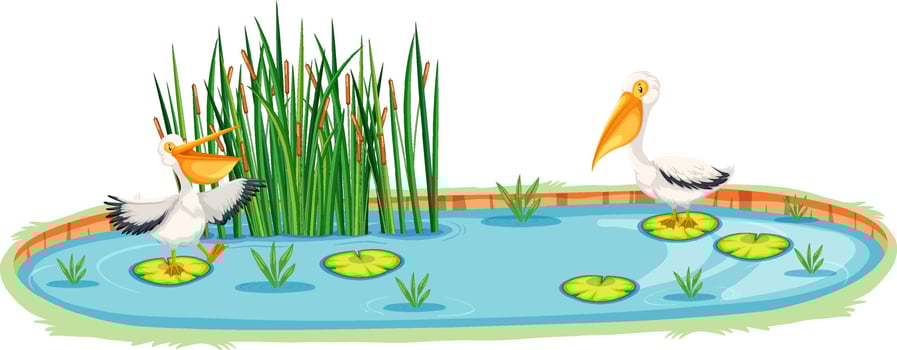 Two pelican birds in the pond vector