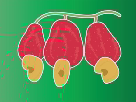 Cashew fruit on green background vector