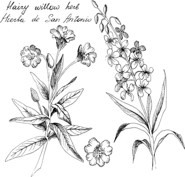 Hand-drawn botanical illustration of Hairy willowherb. Each element is isolated. Very easy to edit for any of your projects. Vector illustration