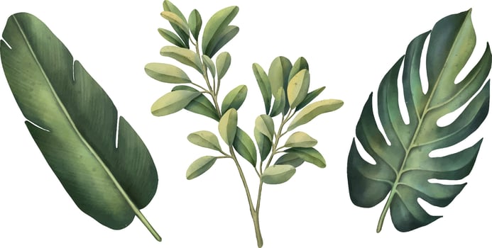Tropical set of plants on a white background. Watercolor hand painted, summer clipart, palm leaves vector
