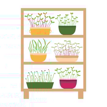 Vector illustration of a stele with potted plants. Shelf with microgreens. Growing microgreens.