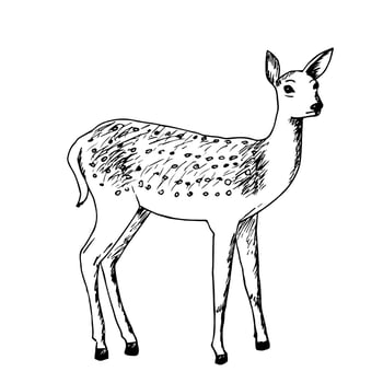 Hand ink drawing of a young dappled deer isolated on a white background. Fawn, forest animal, vector illustration.
