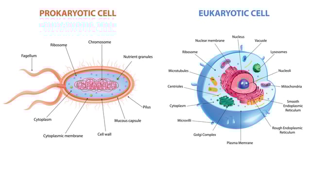 Realistic Cells Anatomy vector