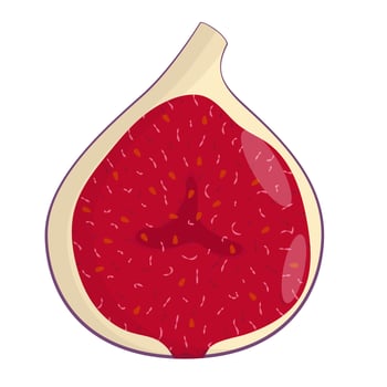 Half of fig isolated on white background. Flat vector illustration