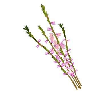 Heather vector stock illustration. A delicate bouquet of pink wildflowers. Isolated on a white background.