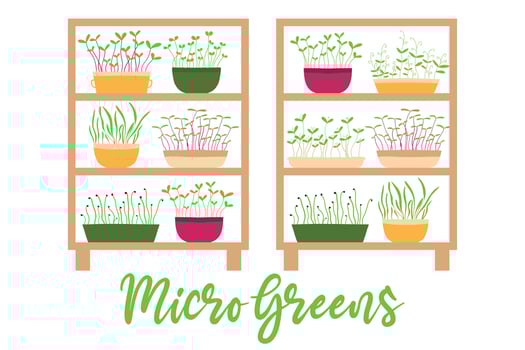 Vector illustration of a stele with potted plants. Shelf with microgreens. Growing microgreens.