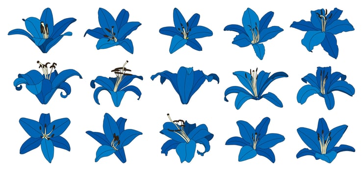 Set of isolated hand drawn blue lily flower vector