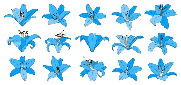 Set of isolated hand drawn light blue lily flower vector