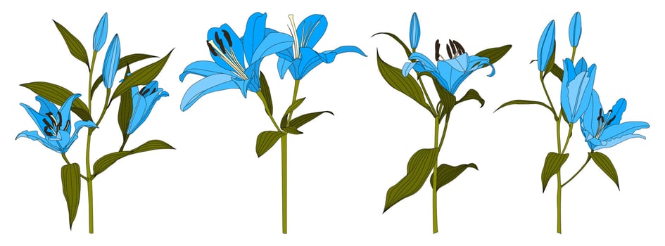 Set of isolated hand drawn light blue lily flower vector