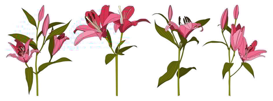 Set of isolated hand drawn pink lily flower vector