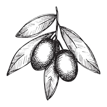 Vector sketch of olive branch. Hand drawn outline clipart. Eco food illustration isolated on white background.