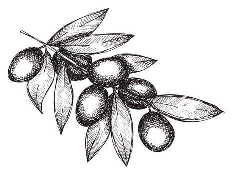 Vector sketch of olive branch. Hand drawn outline clipart. Eco food illustration isolated on white background.