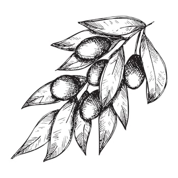 Vector sketch of olive branch. Hand drawn outline clipart. Eco food illustration isolated on white background.