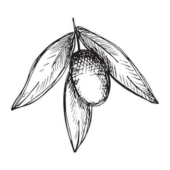 Vector sketch of olive branch. Hand drawn outline clipart. Eco food illustration isolated on white background.