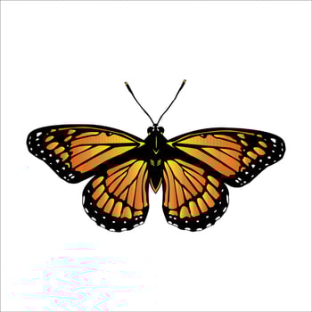 Monarch butterfly on white background. vector