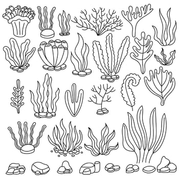 Seaweed set. Water grass. Freehand coloring book. Vector illustration isolated on white background